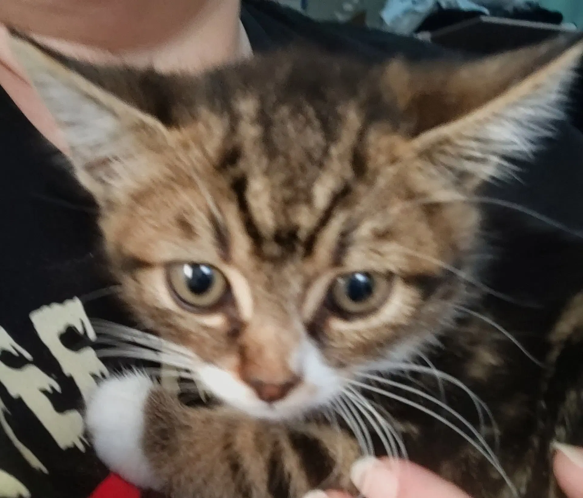 Tiny Tina image 4