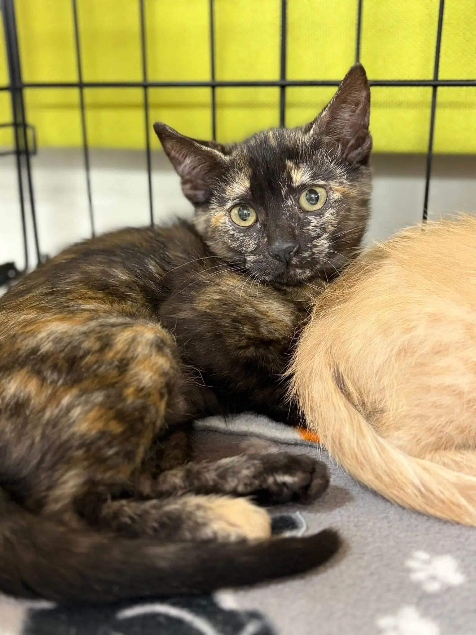 Penelope Purrz And Pedro Pspspscal - Tortoiseshell