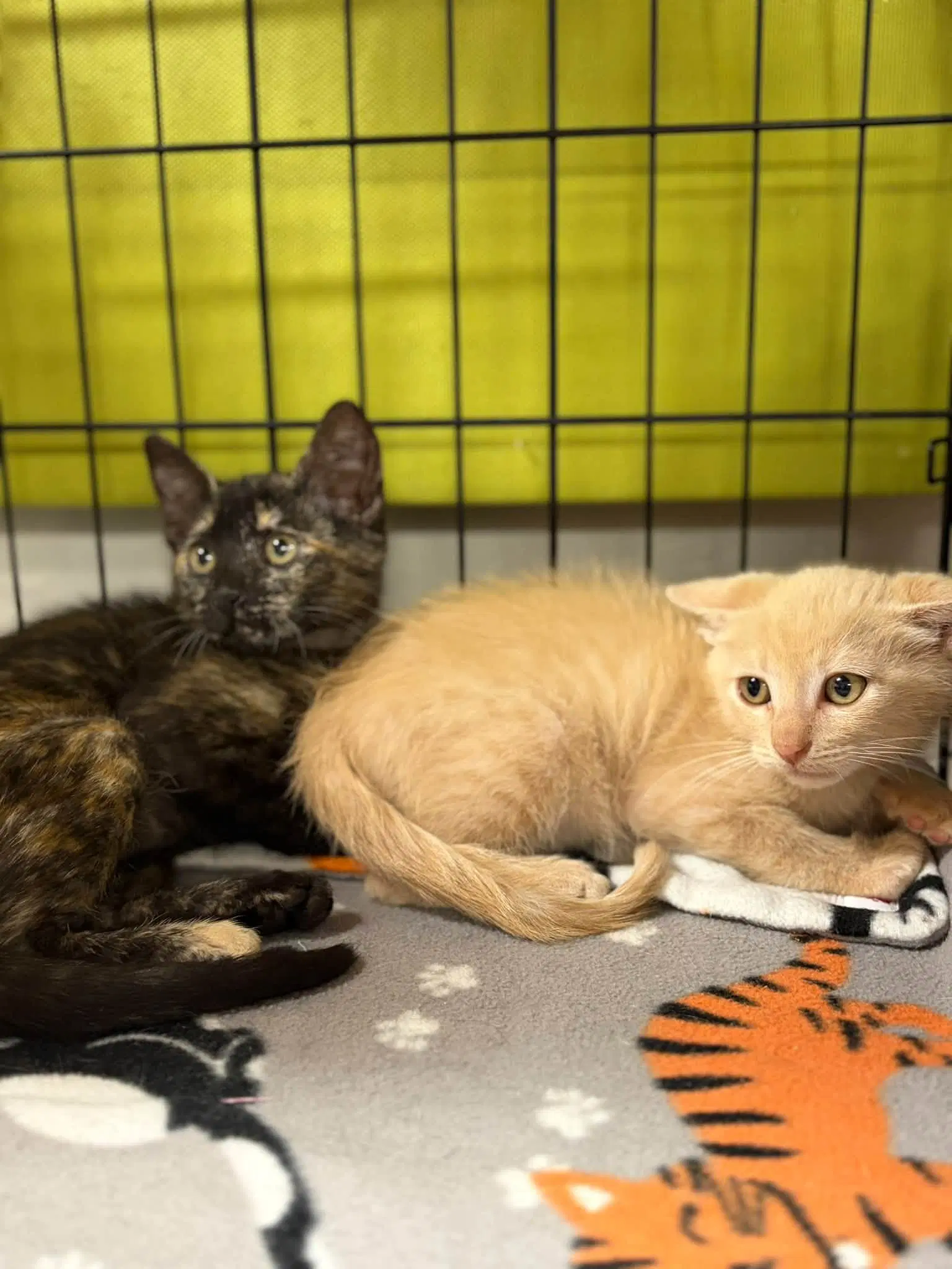 Penelope Purrz And Pedro Pspspscal image 3