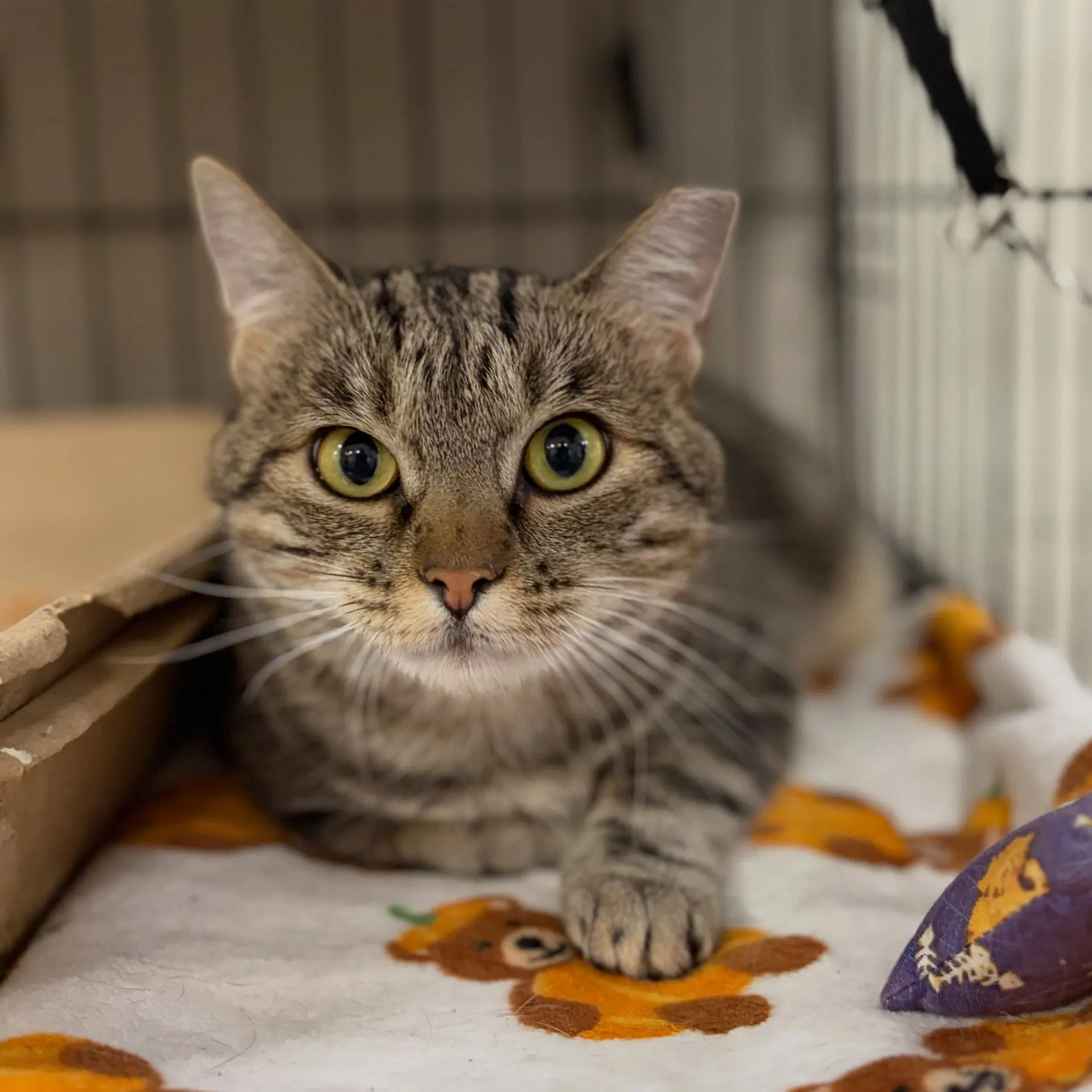 Maple - Tabby