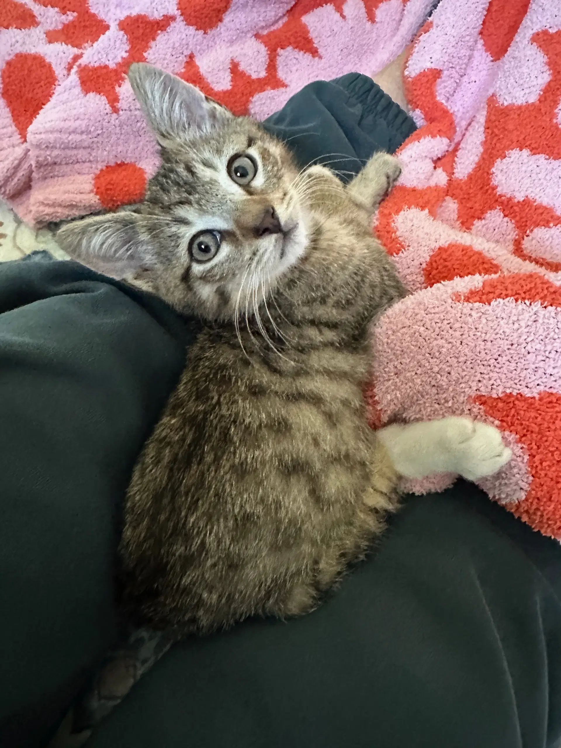 Sneakers - Tabby
