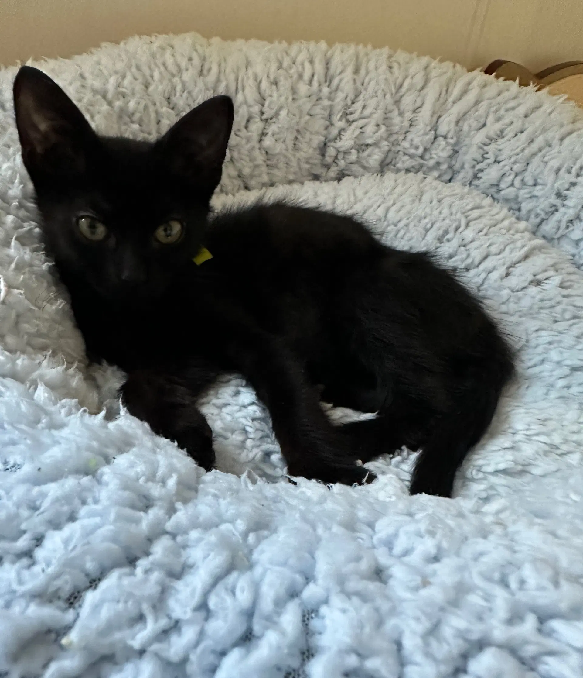 Buckles - American Shorthair