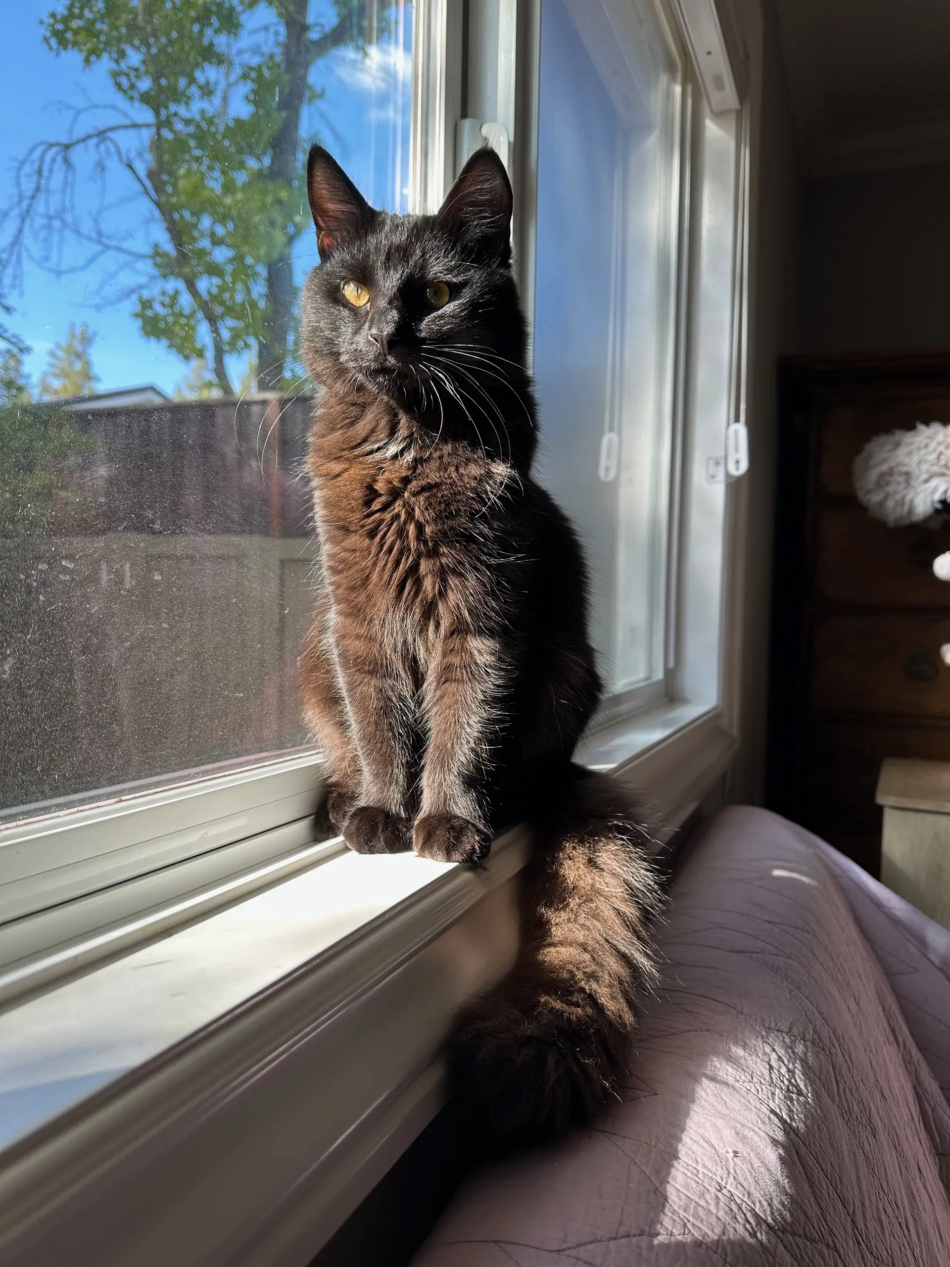 Cocoa  Rusty - Bombay