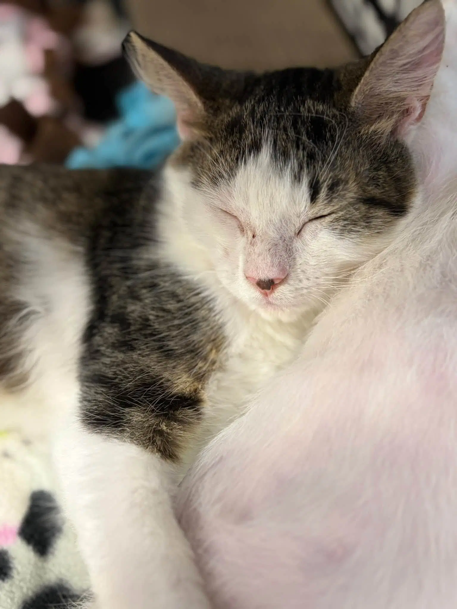 Milo - Tabby