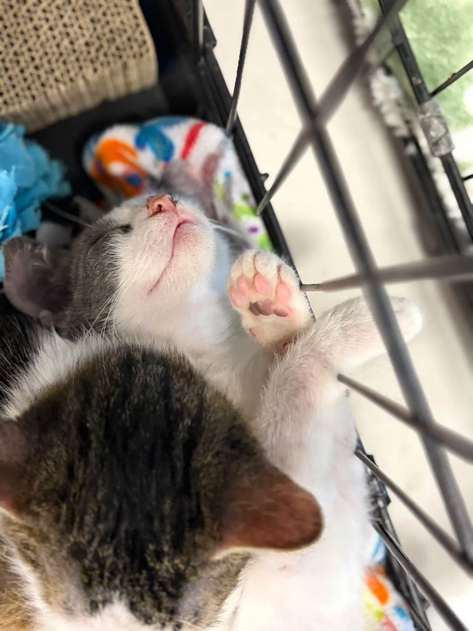 Max - Domestic Short Hair