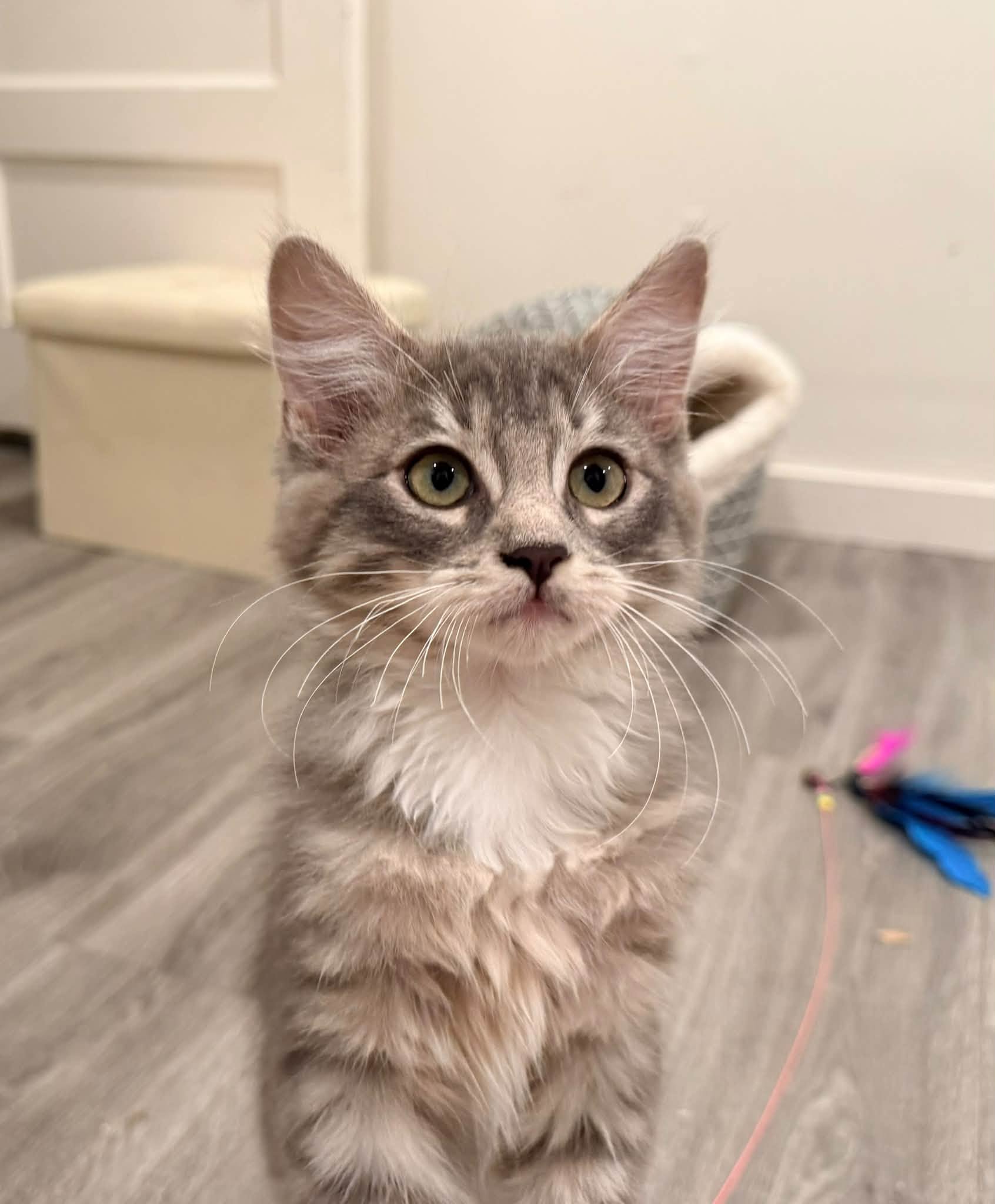Poppy  Smokey