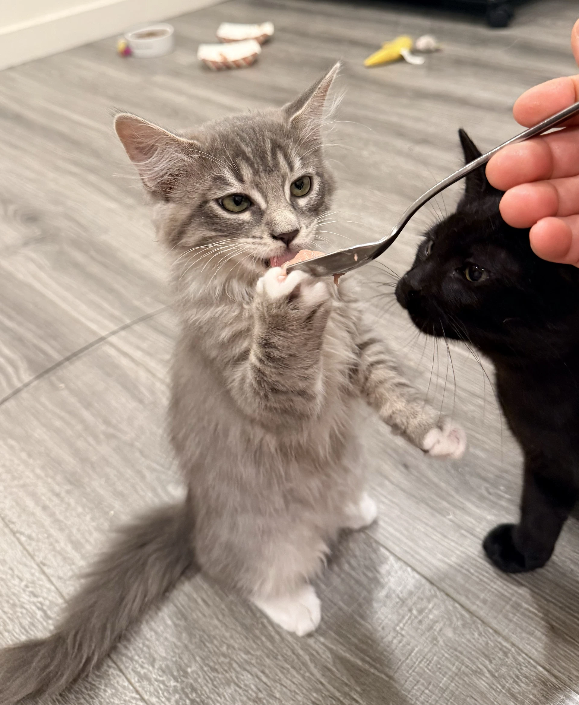 Smokey And Poppy