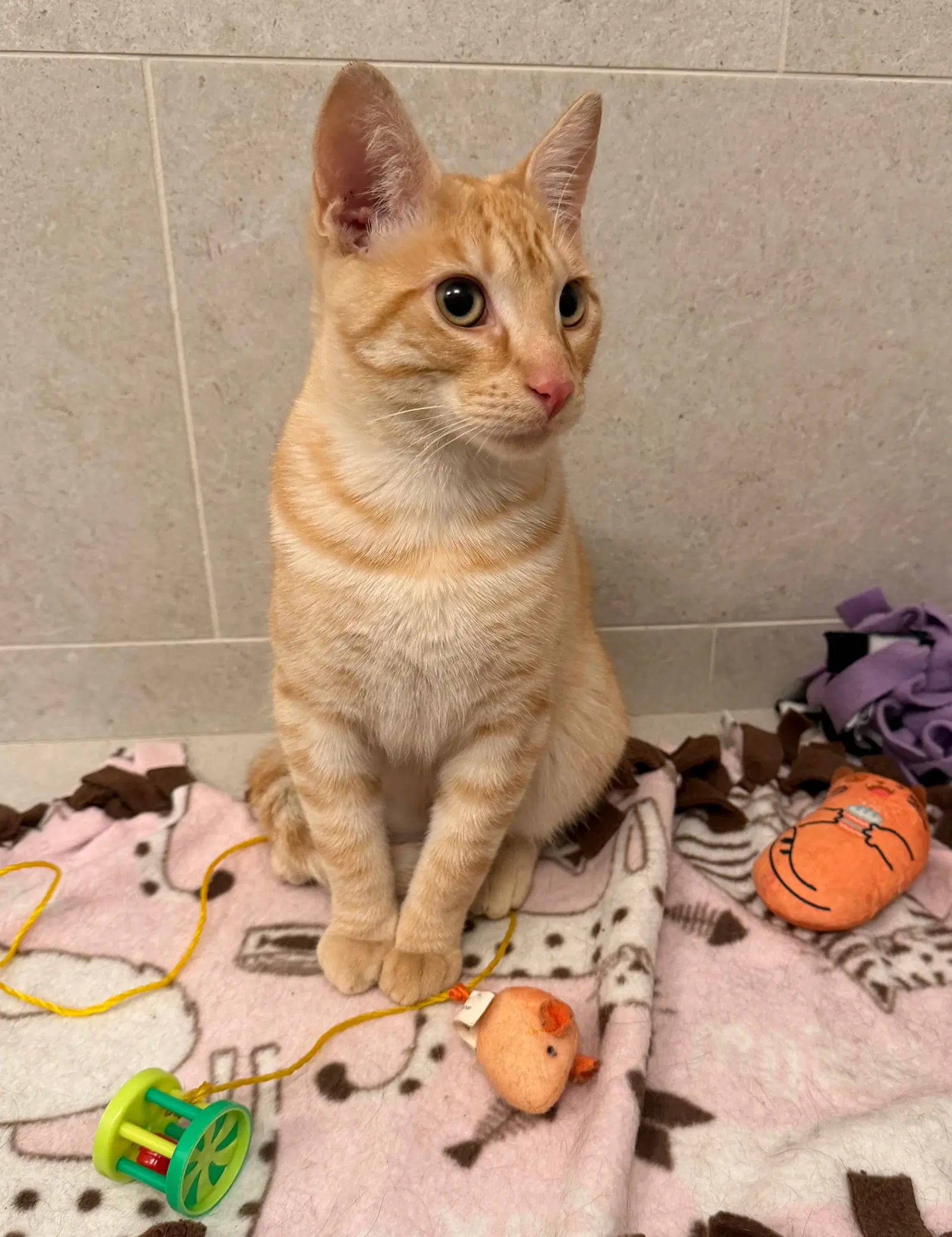 Leo  Mabel - Domestic Short Hair