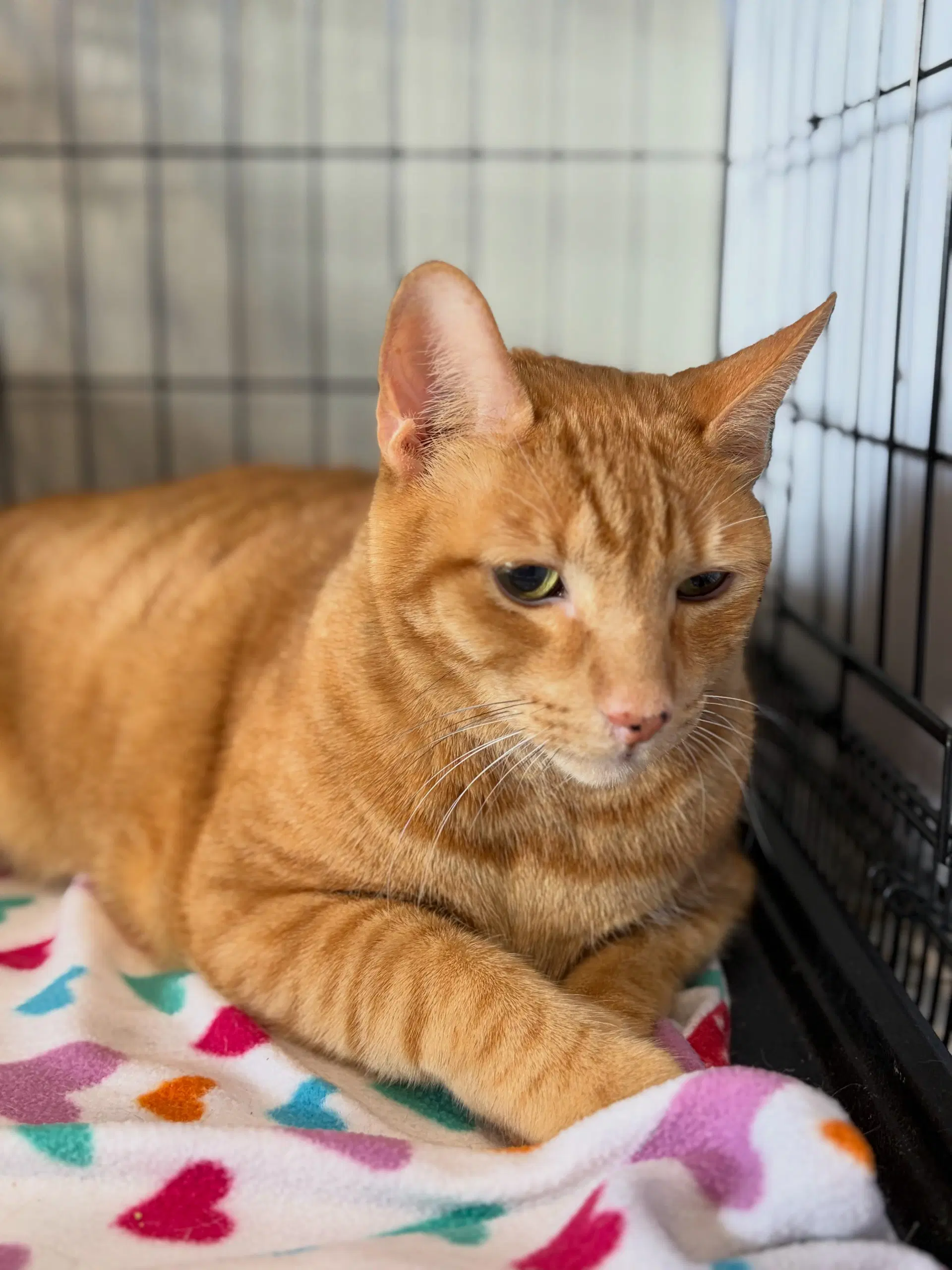 Big E - Tabby