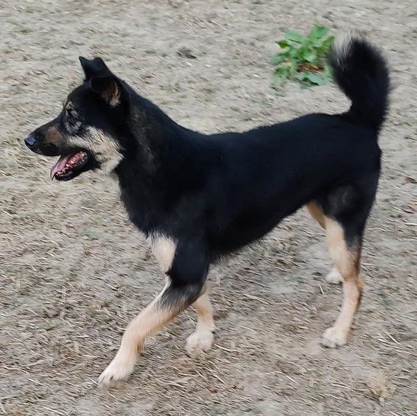 Woofie