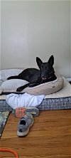 adoptable Dog in , MD named Nova