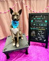 adoptable Dog in  named Graham