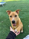 adoptable Dog in , MD named Mater