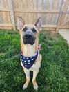 adoptable Dog in  named Maddox