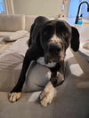 adoptable Dog in bullard, TX named Stormy