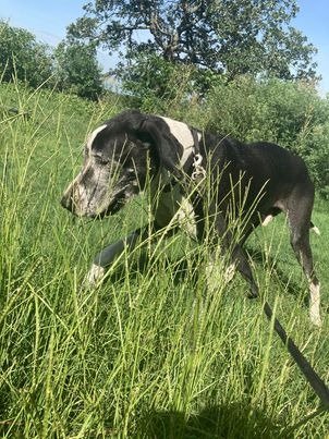 adoptable Dog in Bullard, TX named Chico / Oso