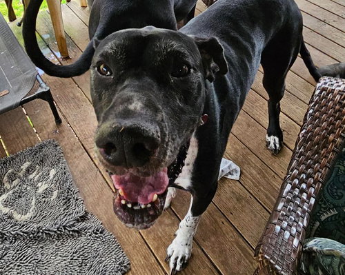 WILSON - Great Dane available for adoption
