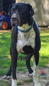 Wilson - Photo 2