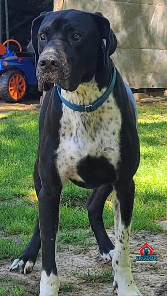adoptable Dog in Bullard, TX named Wilson