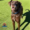 adoptable Dog in  named Hatch / Mulder