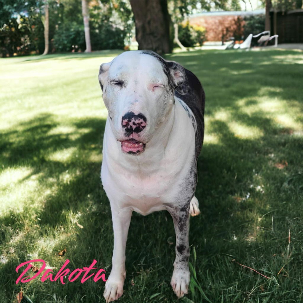 adoptable Dog in Bullard, TX named Dakota