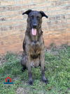 adoptable Dog in Bullard, TX named Bobby-Joe