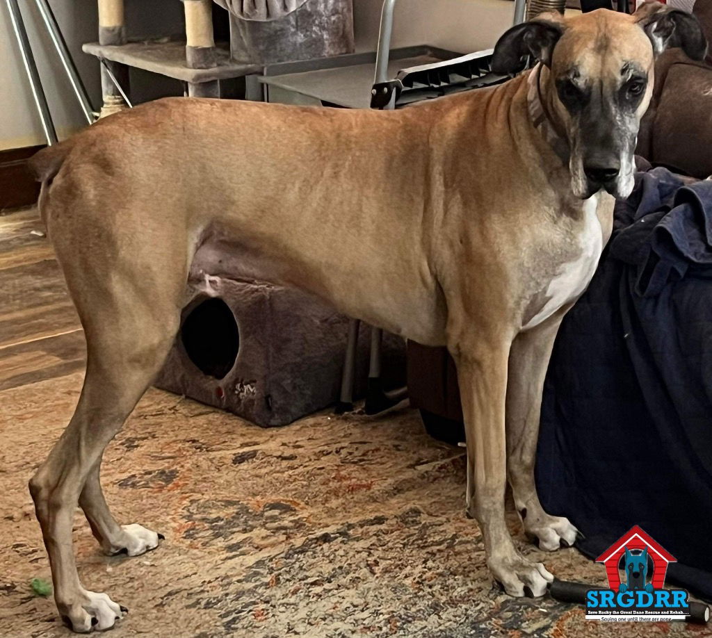 adoptable Dog in Bullard, TX named Bruno