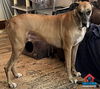 adoptable Dog in  named Bruno
