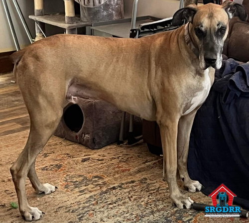 BRUNO - Great Dane available for adoption