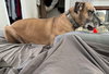 Bruno - Photo 2