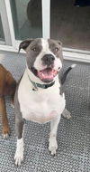 adoptable Dog in  named Lucy