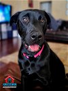 adoptable Dog in bullard, TX named Billie