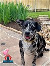 adoptable Dog in bullard, TX named Bailey