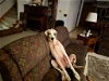 adoptable Dog in bullard, TX named Athena