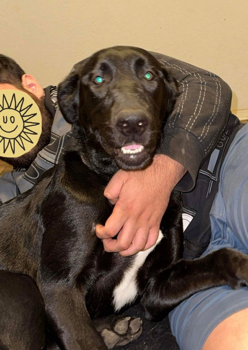 picture of the dog needing adoption