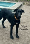 adoptable Dog in Bullard, TX named Drips