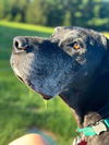 adoptable Dog in  named Ash
