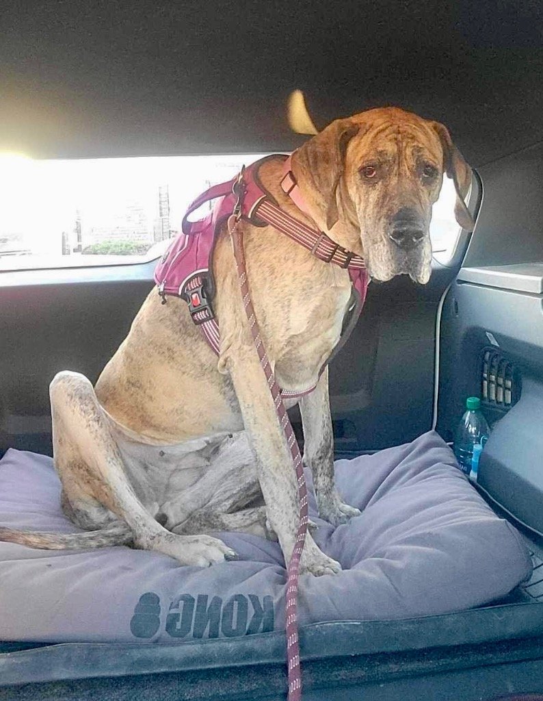 adoptable Dog in Bullard, TX named Mavis