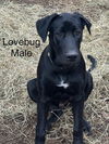 adoptable Dog in  named Lovebug