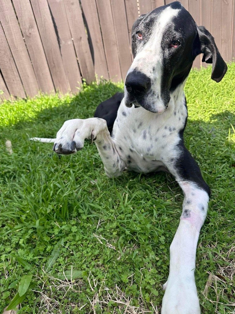 adoptable Dog in Bullard, TX named SIR