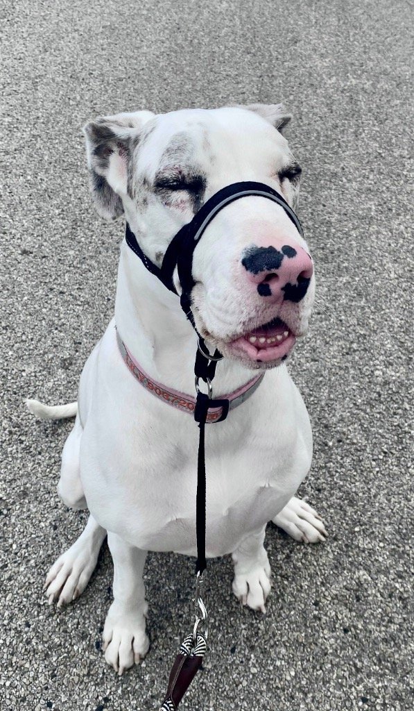 adoptable Dog in Bullard, TX named Harley