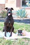 adoptable Dog in bullard, TX named Jojo