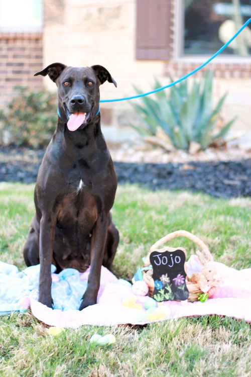 picture of the dog needing adoption