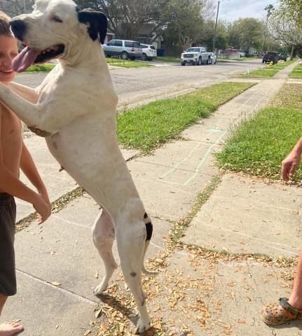 adoptable Dog in Bullard, TX named Elektra