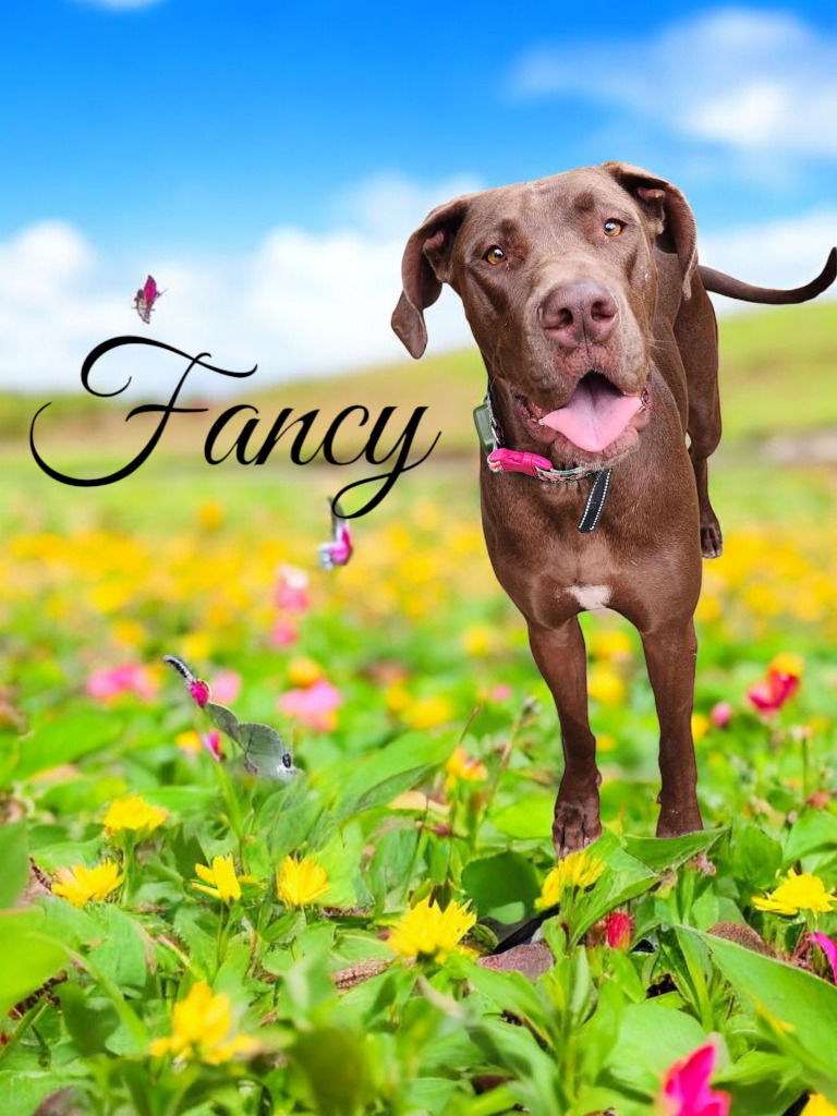 adoptable Dog in Bullard, TX named Fancy