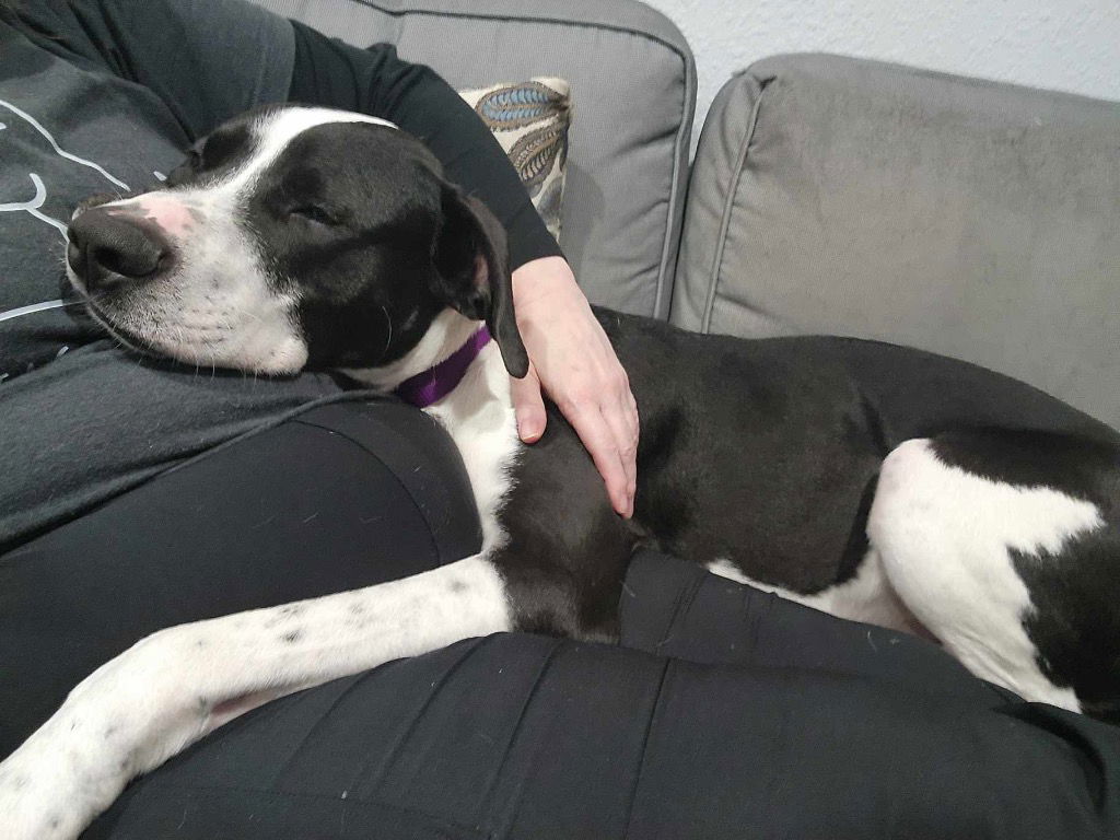 adoptable Dog in Bullard, TX named Sirius Black