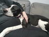 adoptable Dog in  named Sirius Black