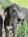 adoptable Dog in Bullard, TX named Nova / Onyx