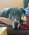 adoptable Dog in  named Moose