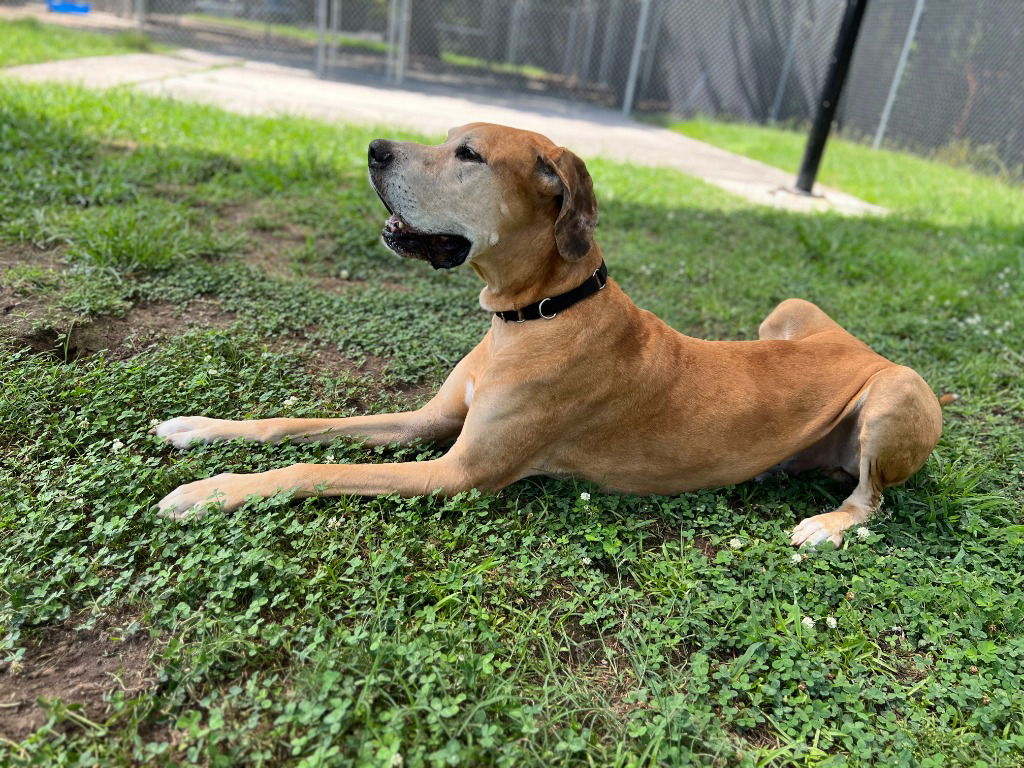 adoptable Dog in Bullard, TX named Cooper